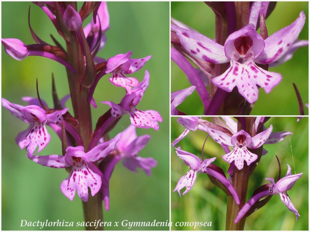 Il Gran Sasso e le orchidee - il mio omaggio al Gigante dellAppennino.